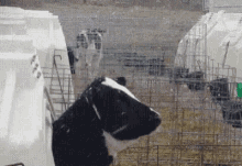 Snow Cows GIF - Snow Cows Tongue Out GIFs