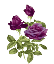 b%C3%B6be giffjei lavender roses purple