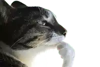 a close up of a cat 's face with its paw on its nose