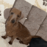 a dachshund is sitting on top of a bed looking at the camera .