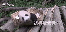 Panda Baby Sleeping 熊貓寶寶睡覺覺 GIF - 睡覺sleepping Sleeping Nap GIFs