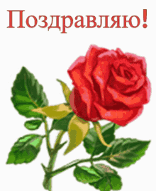 rose congrats %D0%BF%D0%BE%D0%B7%D0%B4%D1%80%D0%B0%D0%B2%D0%BB%D1%8F%D1%8E %D1%80%D0%BE%D0%B7%D0%B0 red rose