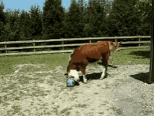 Cow Playing GIF