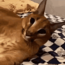 Crazy Floppa Kimbo Crazed Caracal Funny Cat GIF - Crazy Floppa Kimbo Crazed Caracal Funny Cat GIFs