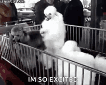 Happy Dance Dogs GIF - Happy Dance Dogs Excited GIFs