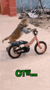 a monkey is riding a pink bicycle on a dirt road .