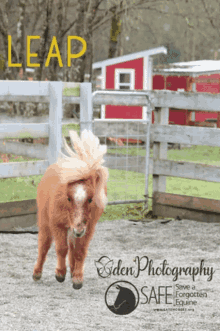 savea forgotten equine safe horse sunny leap day
