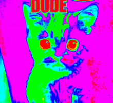 Dude Cat GIF - Dude Cat Psychedelic GIFs