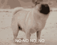 a pug dog standing in the sand with the words " no no no no " written below it