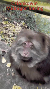a picture of a monkey with the words " czlonkowie midnight racing " on it