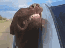 Dogs Happy GIF - Dogs Happy Excited GIFs