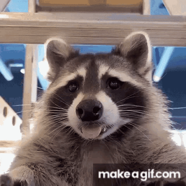 Raccoon Racon GIF - Raccoon Racon Racoon GIFs