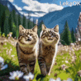 коты Cats GIF - коты Cats Edelcats GIFs
