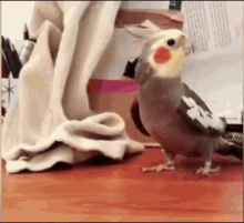 Parrot Searching GIF - Parrot Searching Bird GIFs