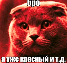 a scottish fold cat with a red background and a caption in russian