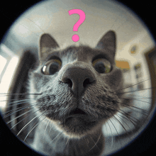 Confused Kitty GIF