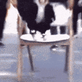 a cow is standing on a wooden chair