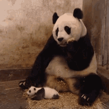 panda sneezing