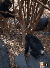 two chimpanzees are playing in the woods and one of them has the word primates on its chest