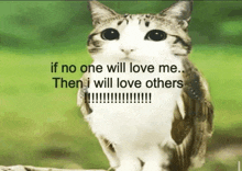 a cat with the words if no one will love me then i will love others on the bottom