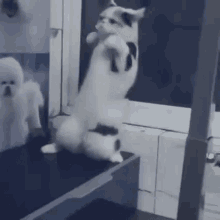Cat Catboxing GIF