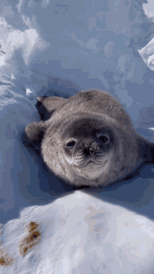 Sea Lion GIF - Sea Lion GIFs