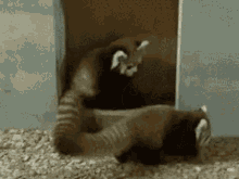 Snuggle Attack Racoon GIF - Snuggle Attack Racoon Red Panda Surprised GIFs