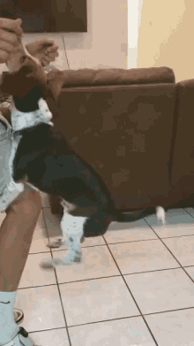 Dog Beagle GIF - Dog Beagle Jump GIFs