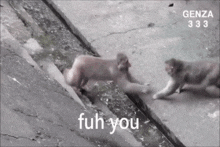 two monkeys are playing on a sidewalk with the words " fuh you " written on the bottom