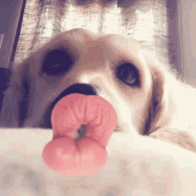 Dog Kisses Brady Pup GIF - Dog Kisses Brady Pup Golden Retriever GIFs