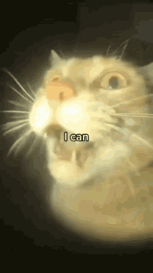 I Can Funny Cat GIF
