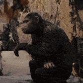 Planet Of The Apes Caesar GIF - Planet Of The Apes Caesar Thinking GIFs