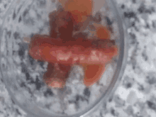 a close up of a sausage in a glass bowl on a counter .