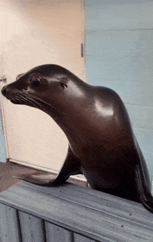 a seal standing on a wooden ledge looking out a door
