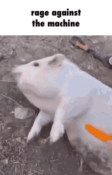 Pig Ratm GIF - Pig Ratm GIFs