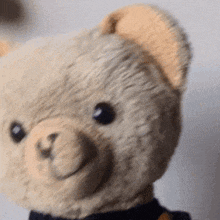 a close up of a teddy bear 's face on a white background .