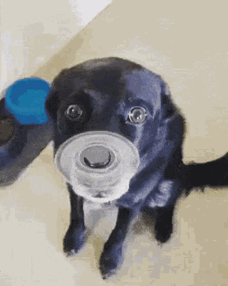 Dog Fidget Spinner GIF - Dog Fidget Spinner Patient - Discover & Share GIFs