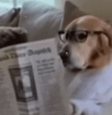 a dog wearing glasses and a shirt is reading a newspaper .