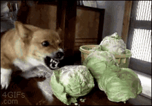 Dog Puppy GIF - Dog Puppy Cabbage GIFs