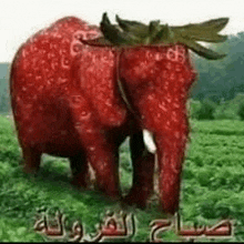 an elephant made out of strawberries standing in a field .