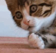 Shocked Cat GIF - Shocked Cat Cute GIFs
