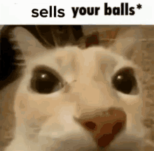 Sells Your Balls Cat GIF - Sells Your Balls Cat GIFs