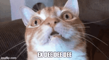 Ex Dee Cat GIF - Ex Dee Cat GIFs