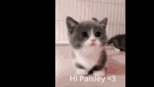 Hi_paisley_3 GIF - Hi_paisley_3 GIFs