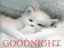Good Night Sleepy Head Kitten GIF - Good Night Sleepy Head Kitten Pets GIFs