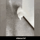 What Whatcat GIF