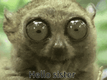 Lemur Hello Sister GIF - Lemur Hello Sister Funny Lemur GIFs
