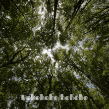 looking up into a forest with the words ' henehene henehene ' written on the bottom