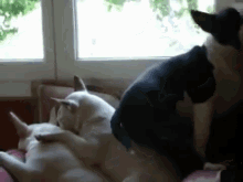Ah! The Perfect Spot! GIF - Pit Bull Dogs GIFs