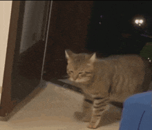 a cat standing in front of a door with a blurred background